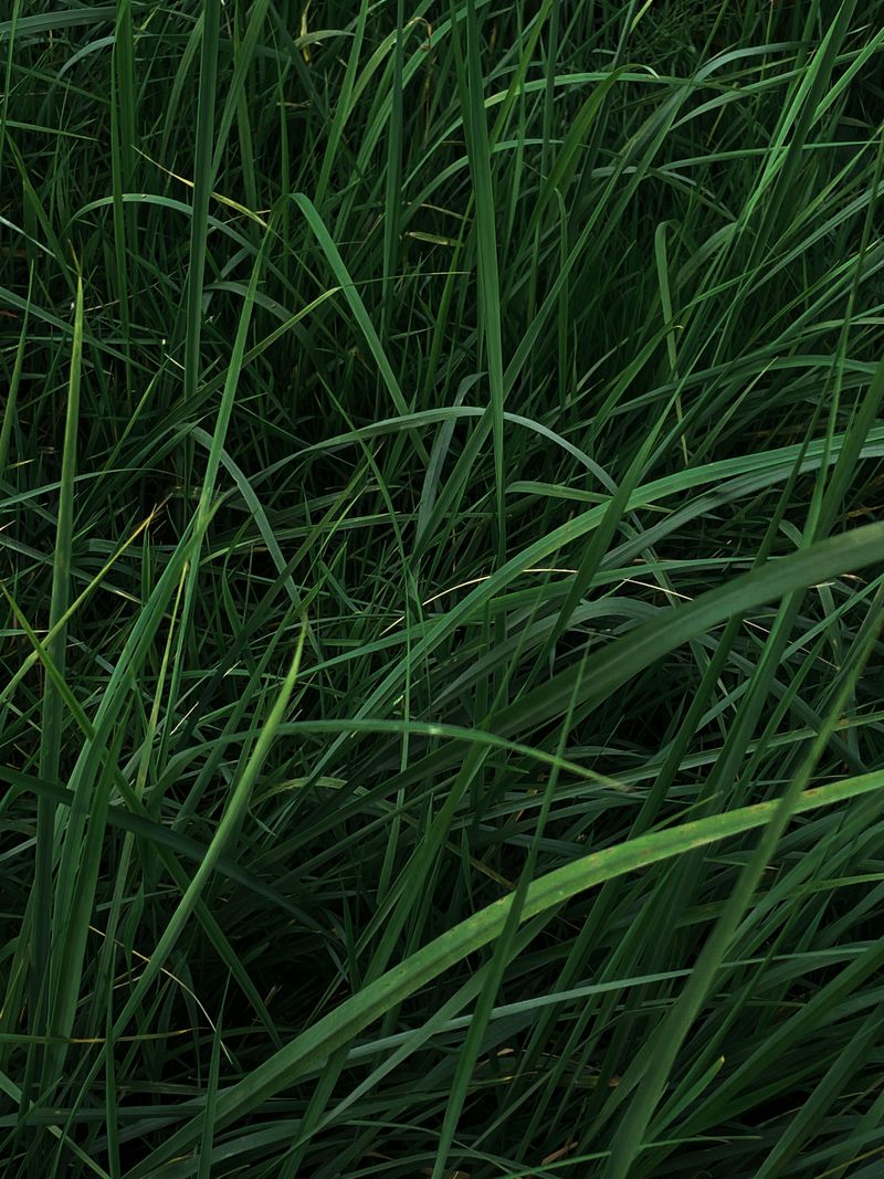 Tall Fescue
