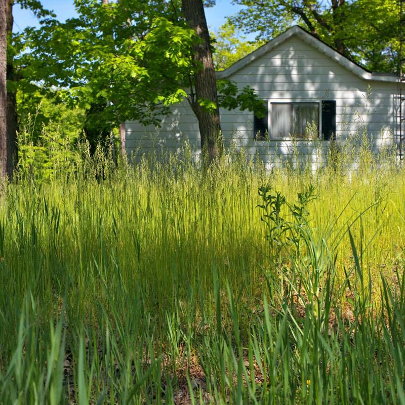 Tall Grass Can Hold More Moisture Near The Soil