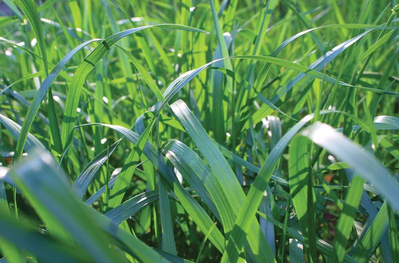 Tall Grass Creates Conditions Ticks Prefer