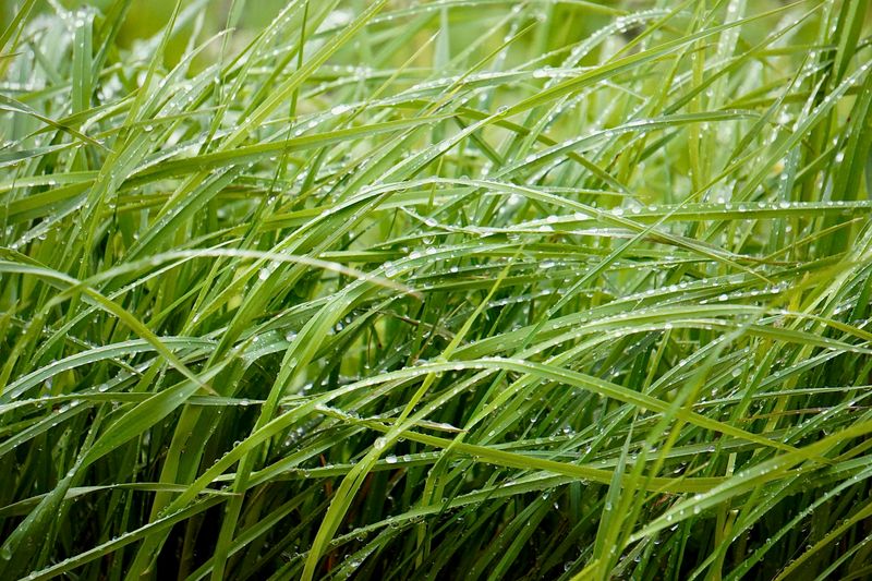 Tall Grass Holds Moisture And Shade Ticks Need To Thrive