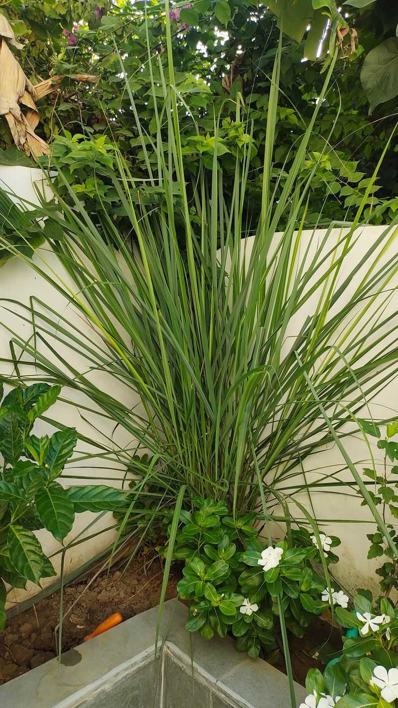 Tall Grassy Foliage Adds Patio Privacy