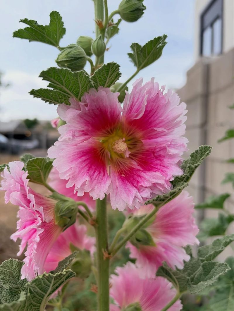 Tall Hollyhocks Often Need Support In Windy Weather
