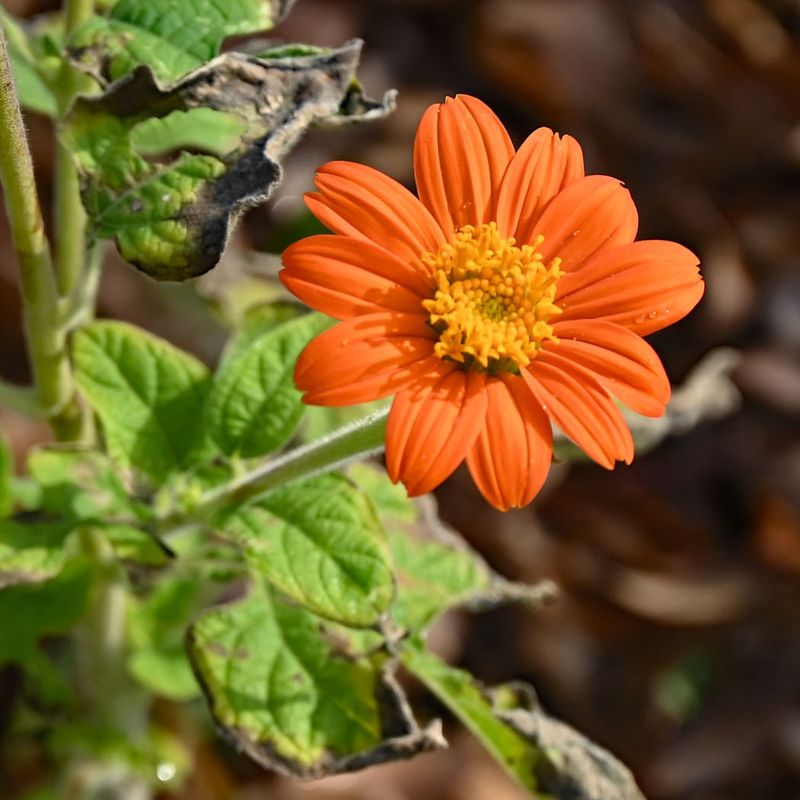 Tall Orange Blooms Draw Attention From Far Away Tall Orange Blooms Draw Attention From Far Away