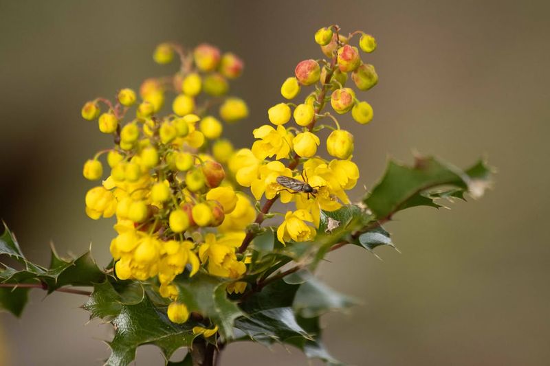Tall Oregon Grape