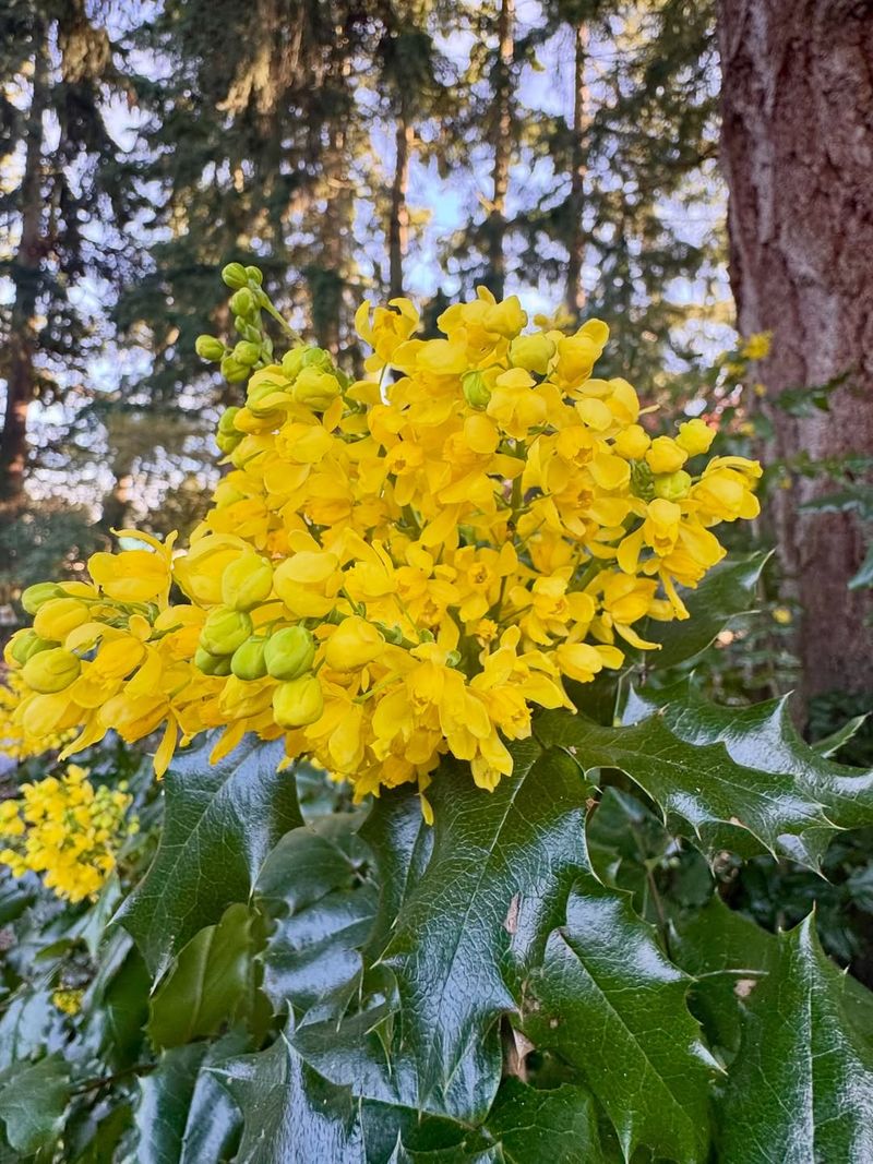 Tall Oregon Grape