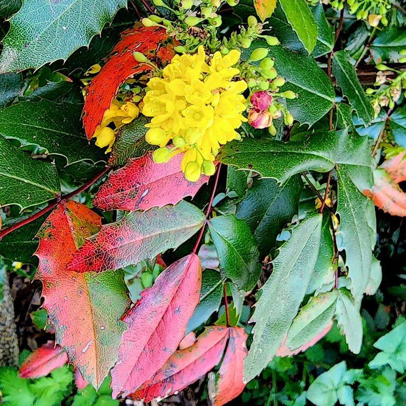 Tall Oregon Grape