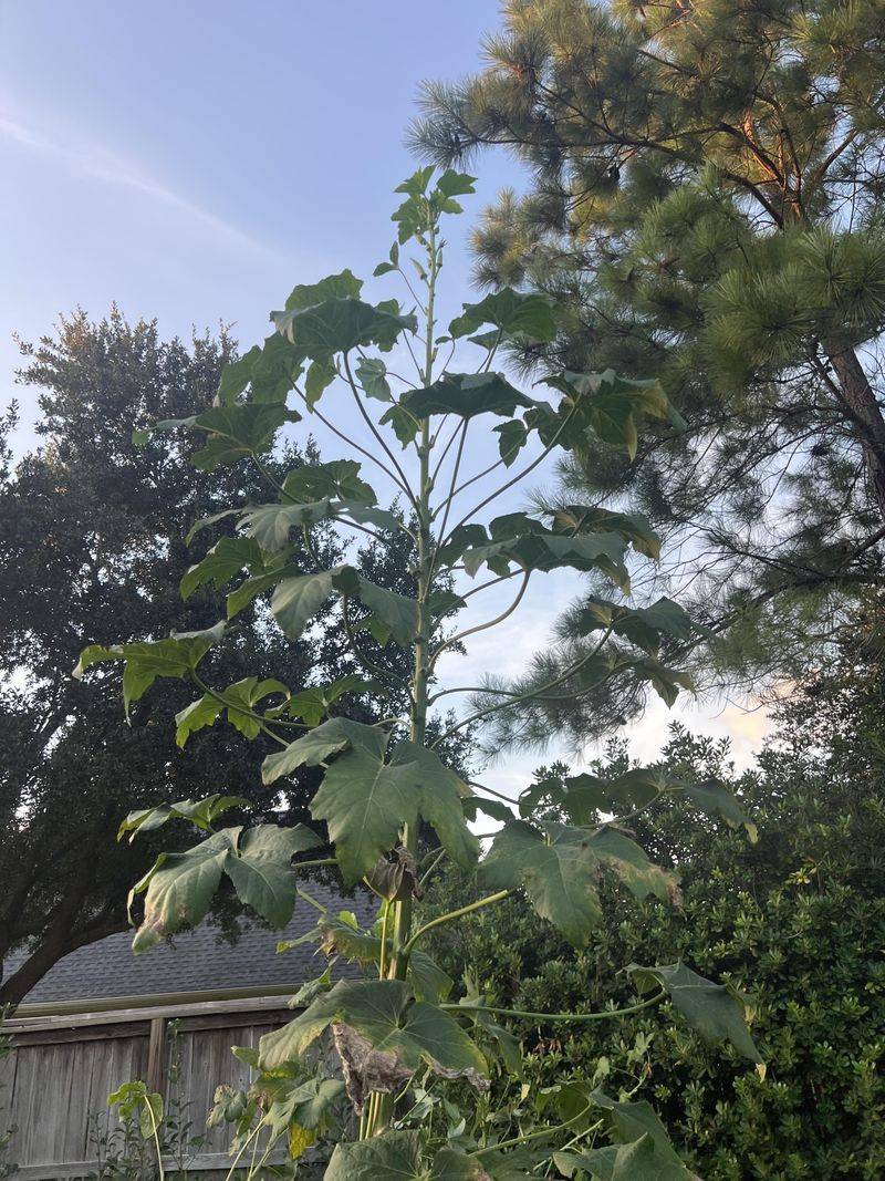 Tall Plants Make The Most Of Summer Light