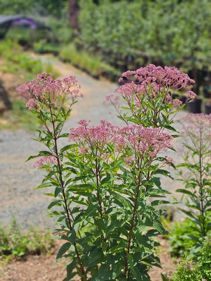 Tall Stems Add Drama Behind Shorter Flowers