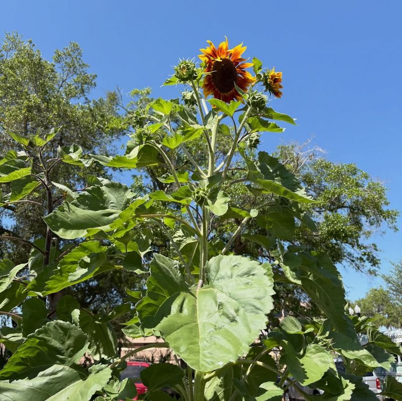 Tall Stems Add Summer Drama