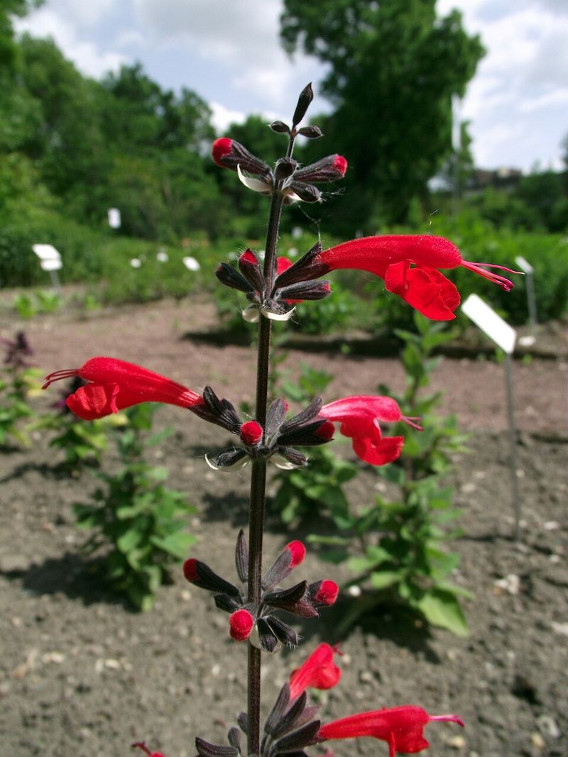 Tall Stems Fit Behind Lower Flowers