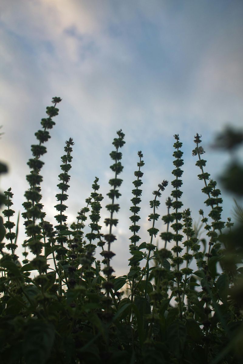 Tall Stems Give It Prime Hunting Perches