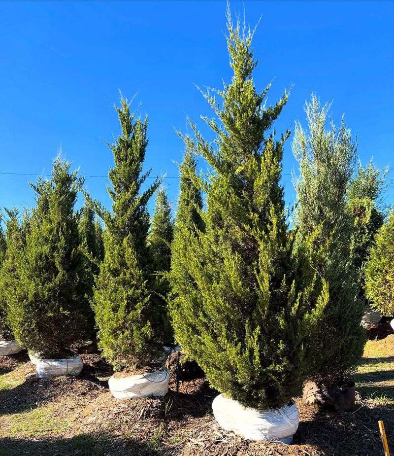 Tall Upright Junipers (Juniperus Spp. And Cultivars) Tall Upright Junipers (Juniperus Spp. And Cultivars)