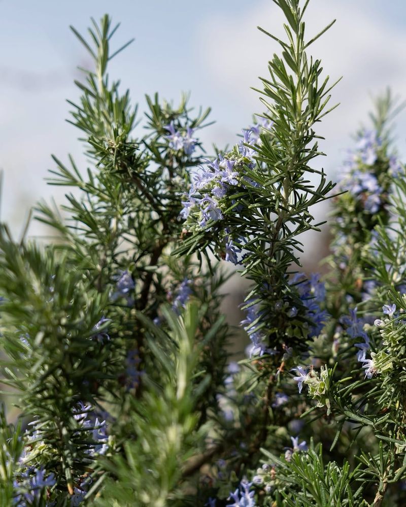 Tall Varieties Create More Privacy Over Time