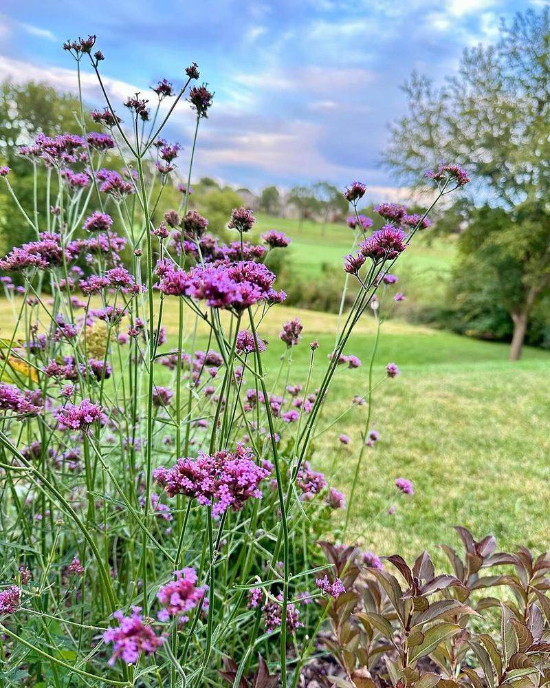 Tall Verbena