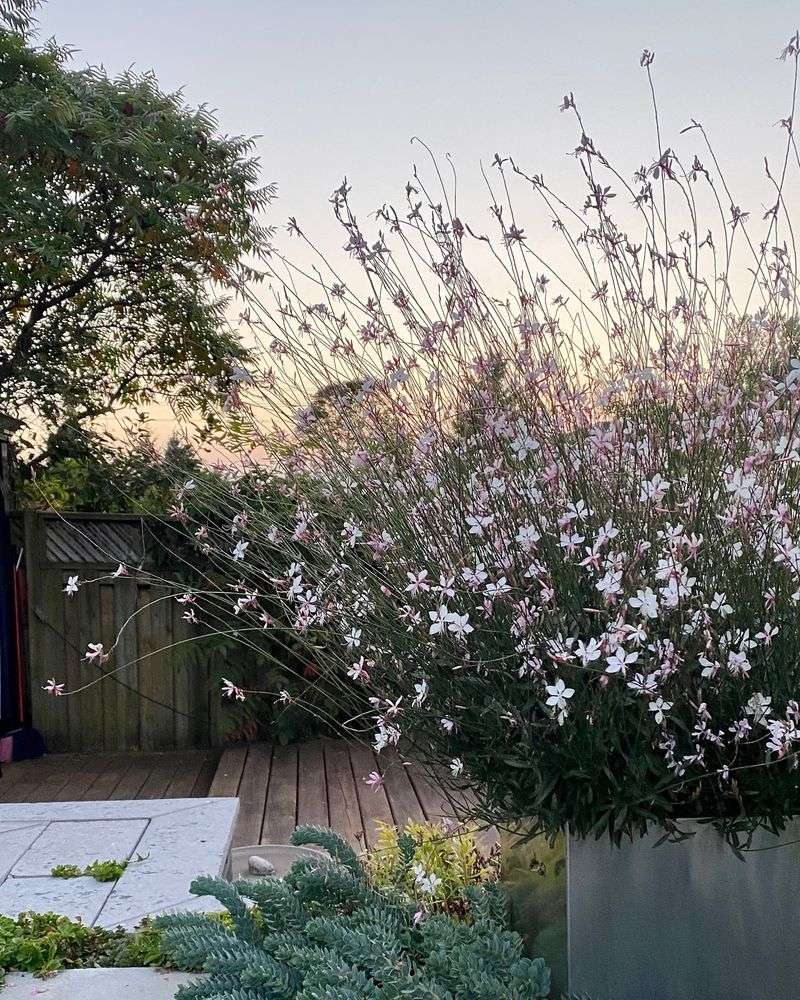 Tall Wand-Like Stems Keep Borders From Feeling Flat