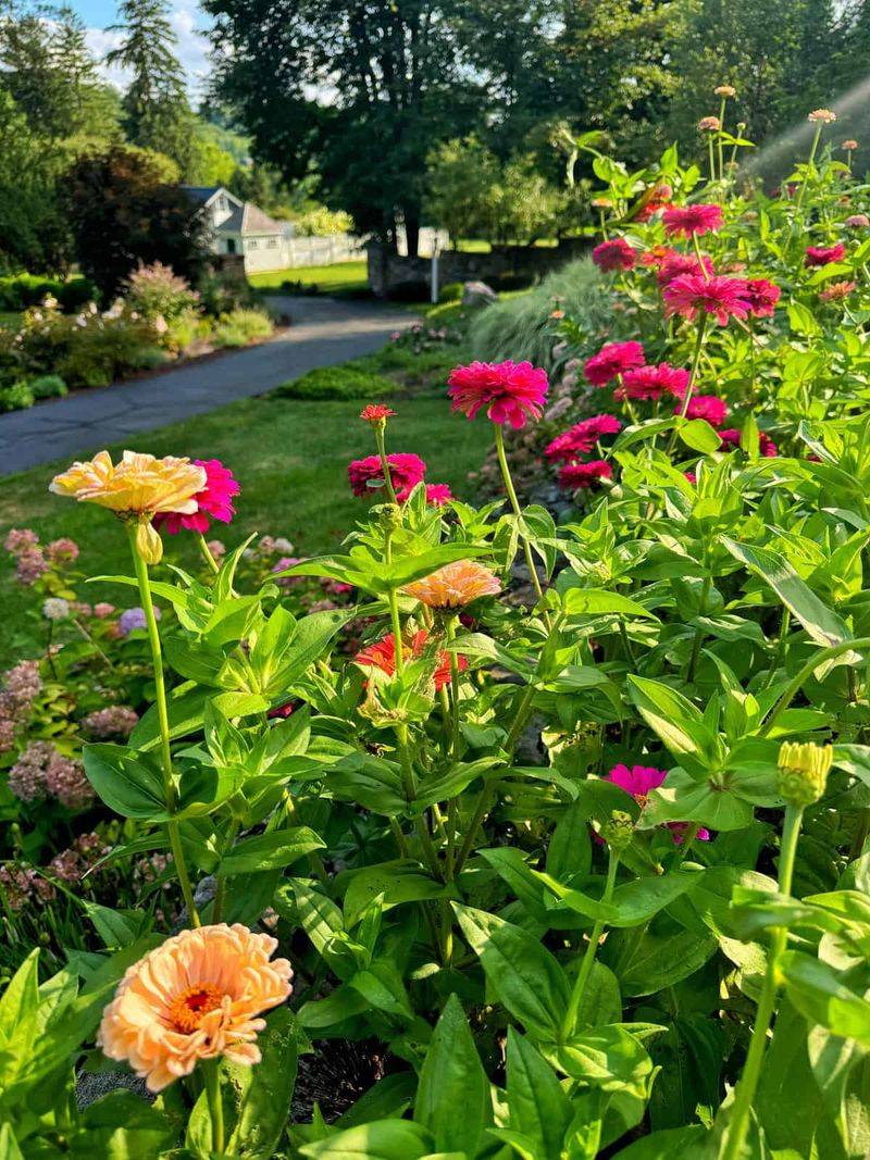 Tall Zinnia Varieties Need Better Airflow In Humid Summers