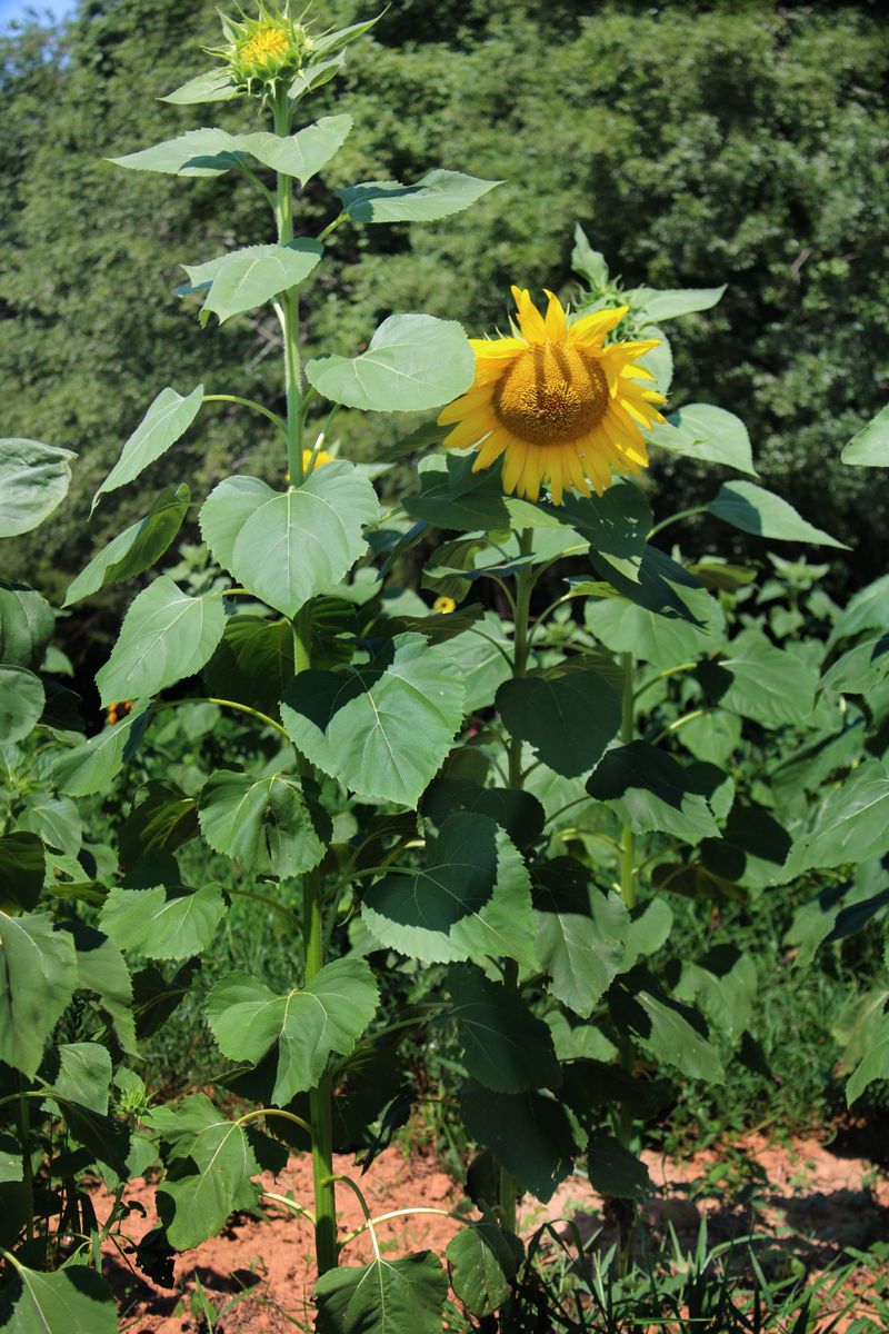 Taller Varieties Need Earlier Planting Than Compact Ones
