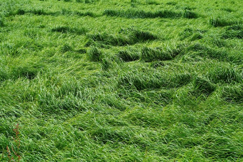 Taller, Weaker Grass