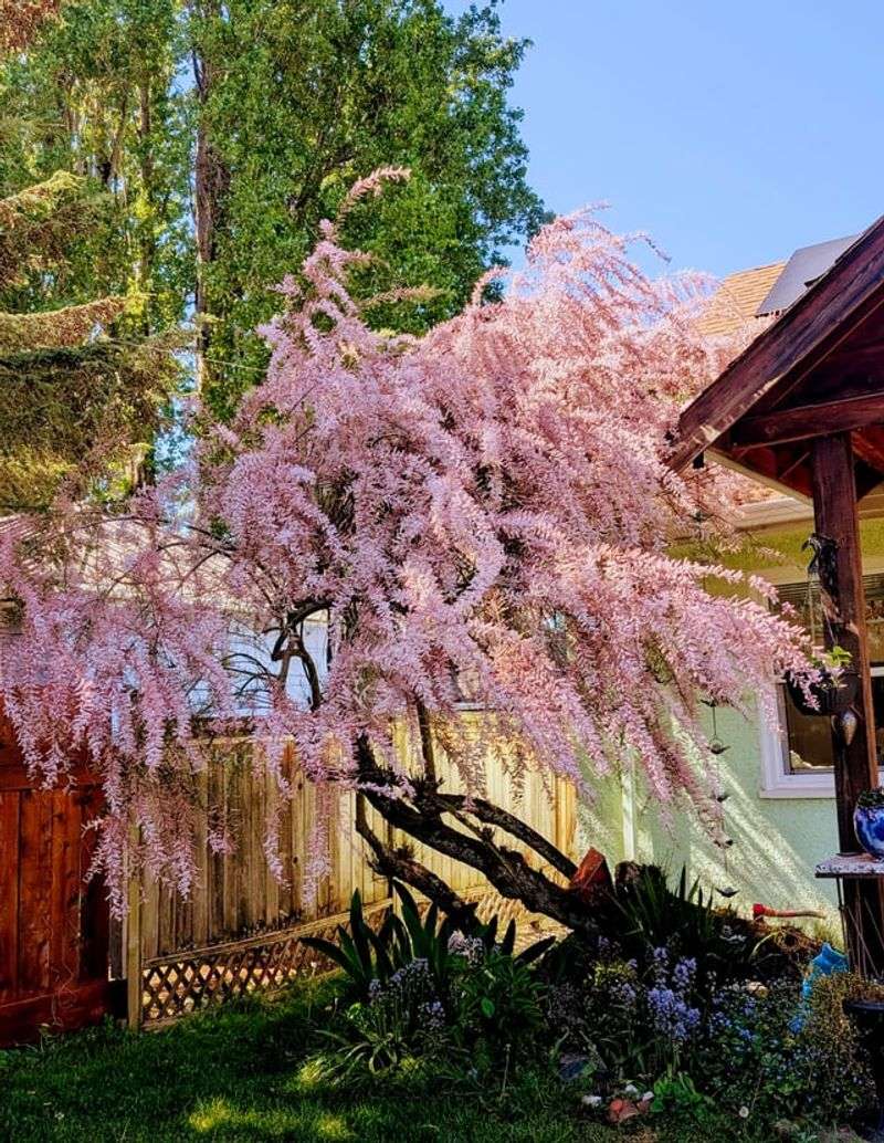Tamarisk