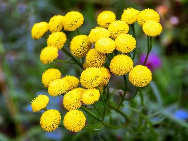 Tansy Comes With Pollinator And Toxicity Caveats