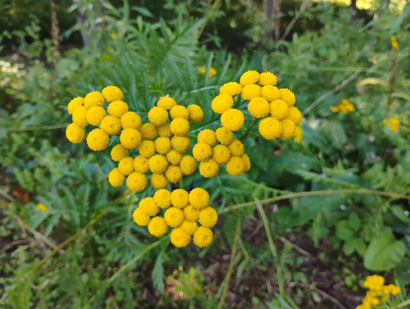 Tansy Needs Caution Despite Its Pest-Control Reputation