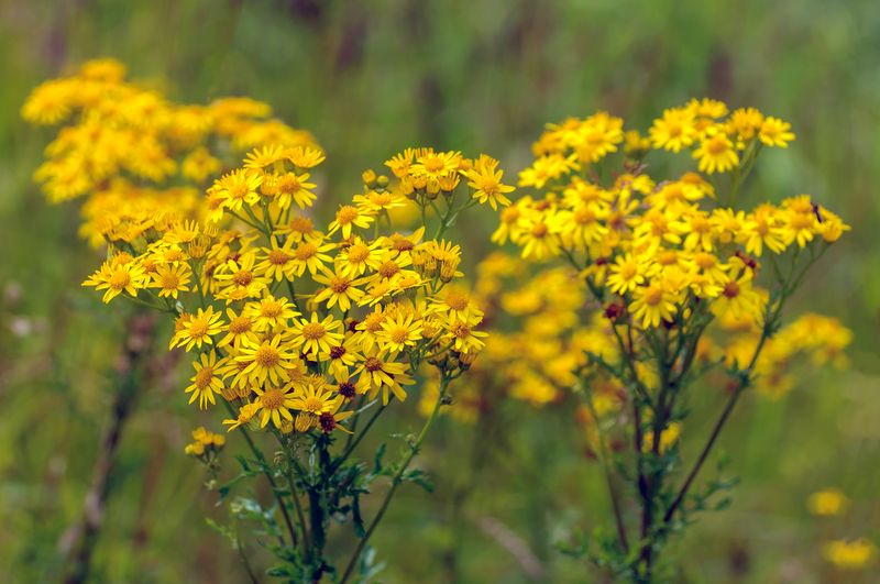 Tansy Ragwort Is A Serious Pasture Problem