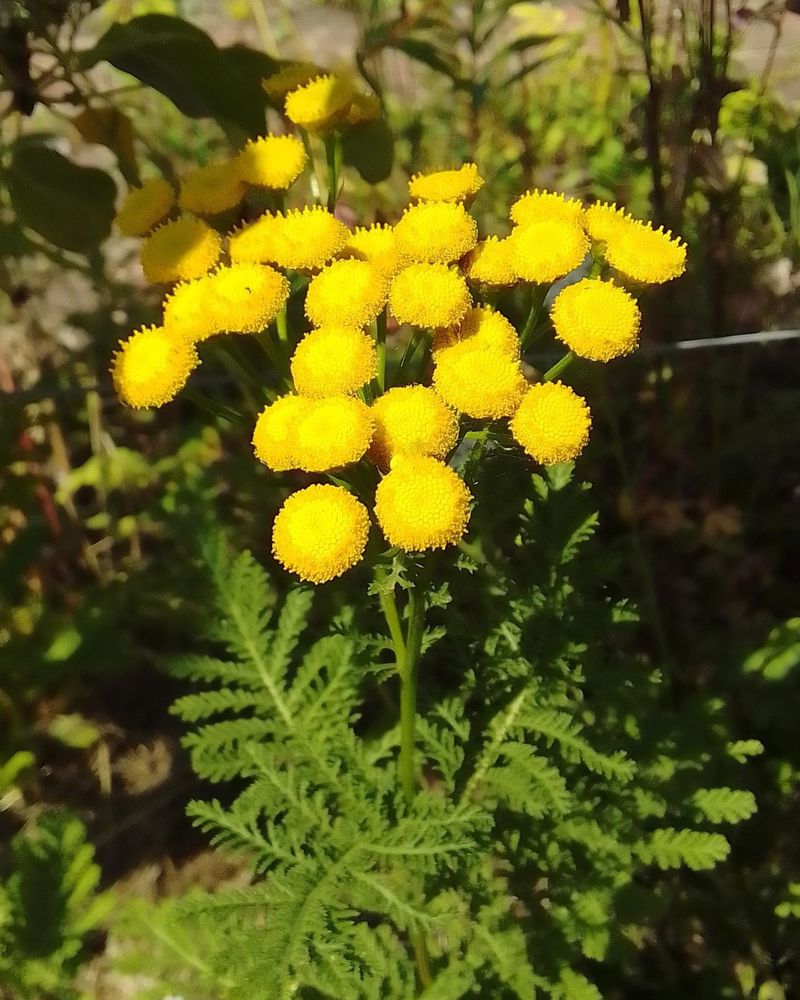 Tansy