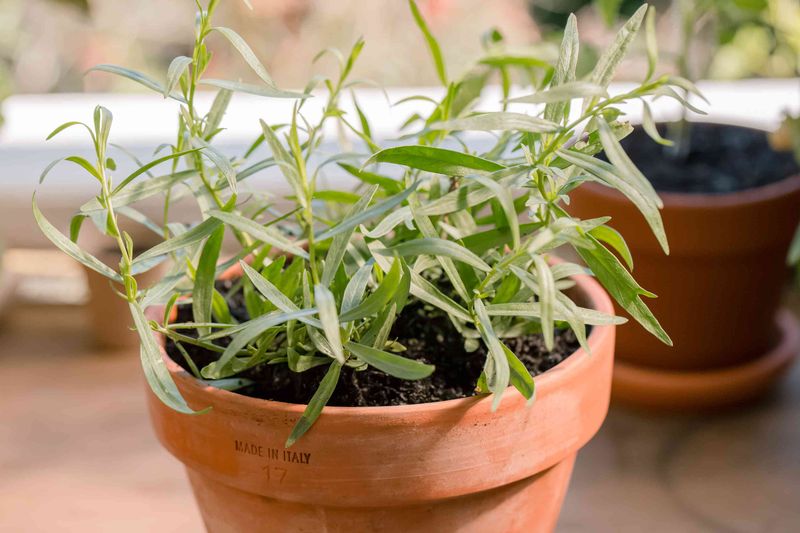 Tarragon Adds Fresh Growth In Sunny Pots