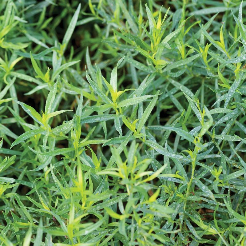 Tarragon Benefits From Room To Spread