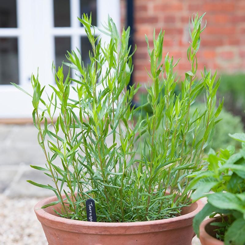 Tarragon Keeps Flavor Coming Through Summer