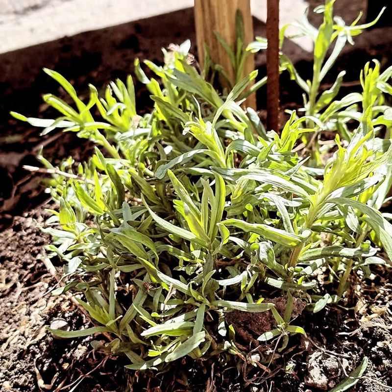 Tarragon Needs Different Soil Conditions Tarragon Needs Different Soil Conditions