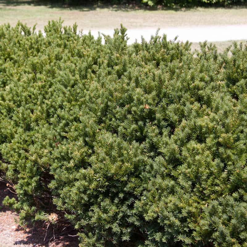 Taxus Become A Constant Pruning Job Near Foundations