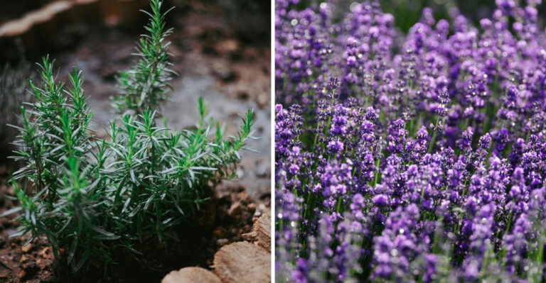 Tennessee Gardeners Swear By These 7 Plants To Keep Mosquitoes And Gnats Away All Summer