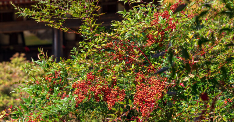 Tennessee Homeowners Are Pulling Out This Popular Shrub And Most Never Knew Why Until Now