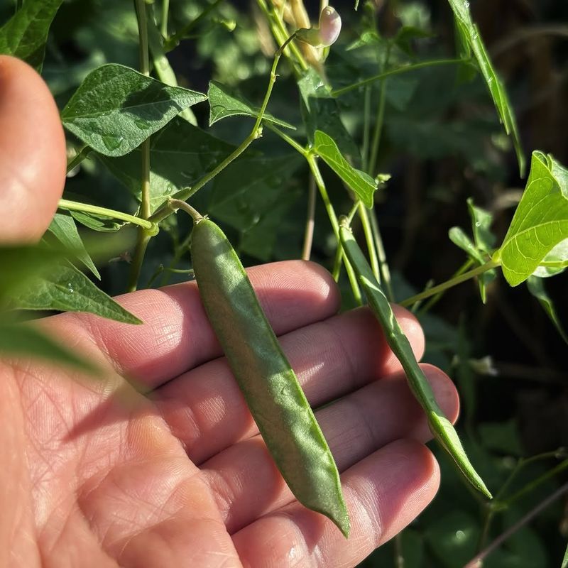 Tepary Beans Thrive In Tough Dry Conditions
