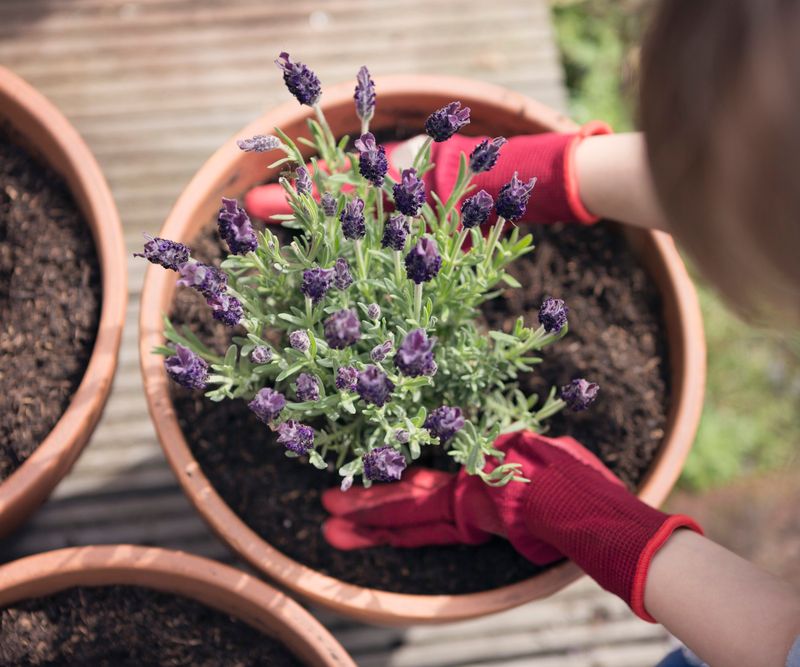 Terracotta Pots Help Excess Moisture Evaporate Faster
