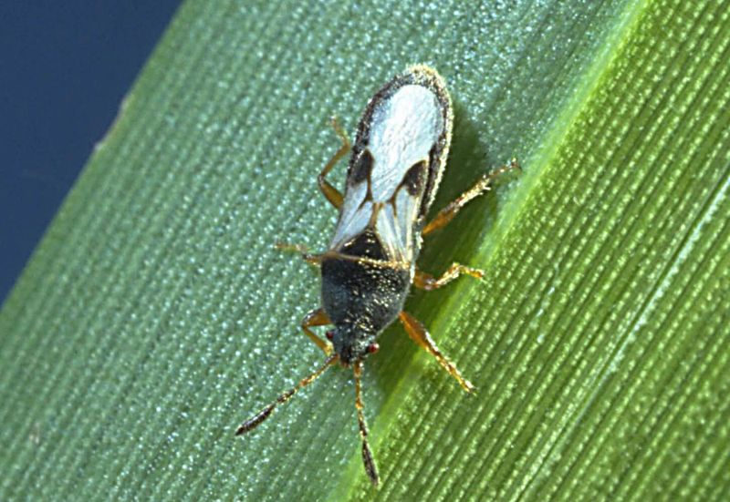 Test For Chinch Bugs Before You Treat The Lawn