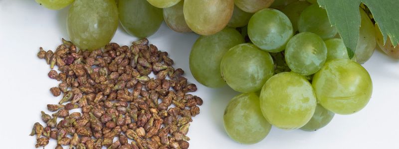 Test Grape Seeds In A Moist Paper Towel