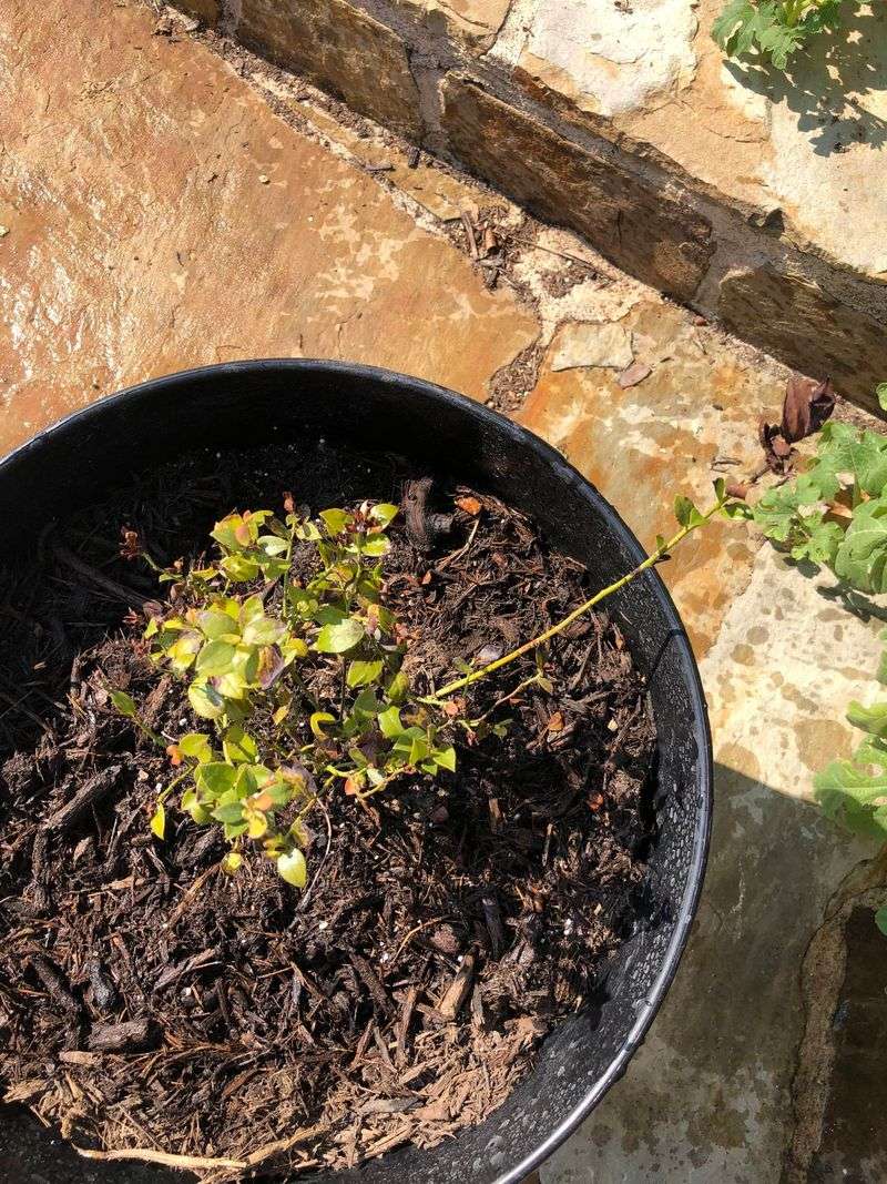 Test Soil pH And Amend If Necessary