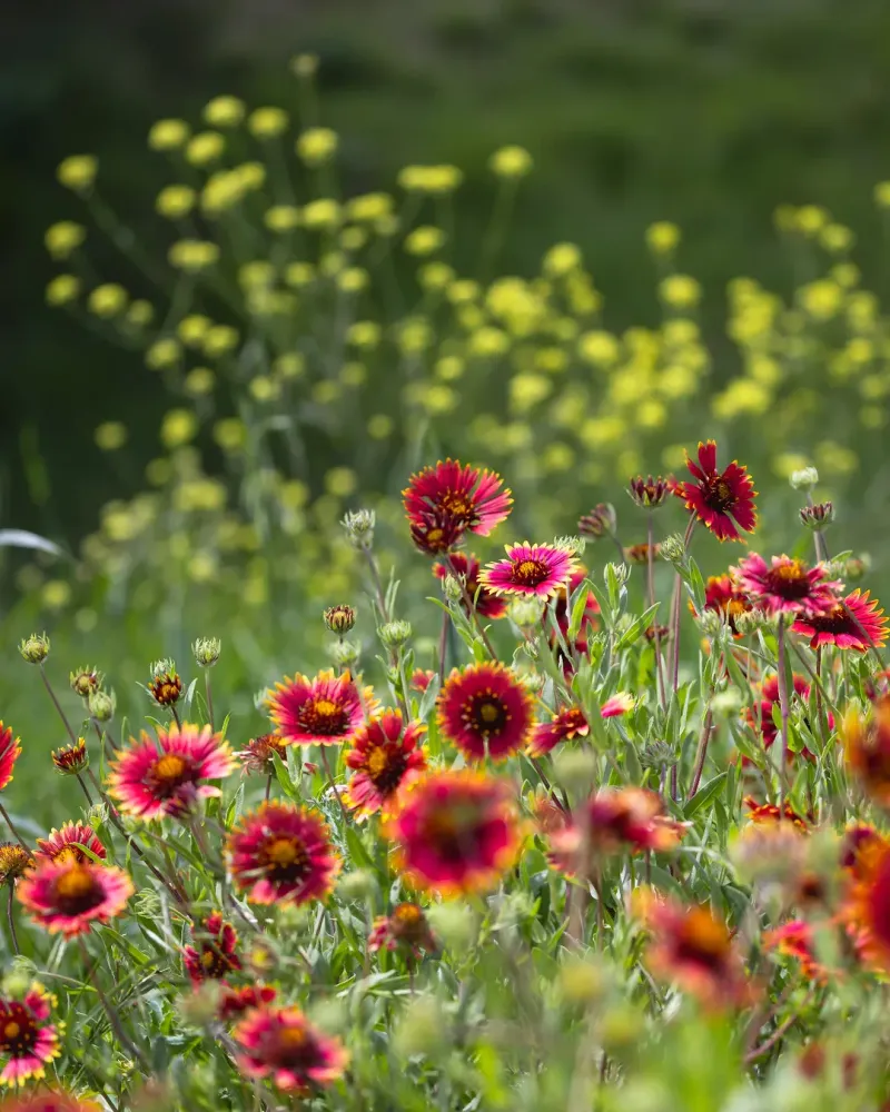 Indian Blanket