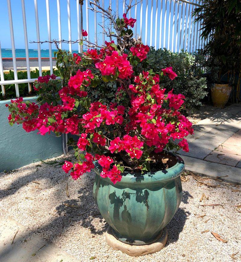 Texas Container Bougainvillea Needs Smarter Summer Care