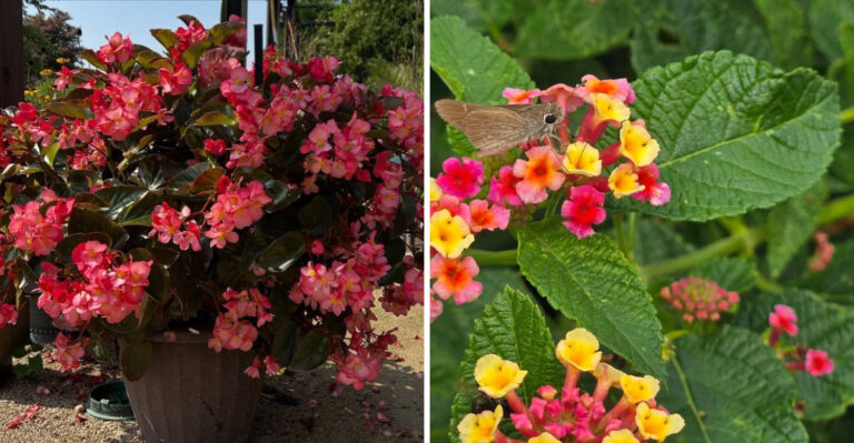 Texas Container Plants That Stay Gorgeous All Summer, Even If You Forget To Water For A Week
