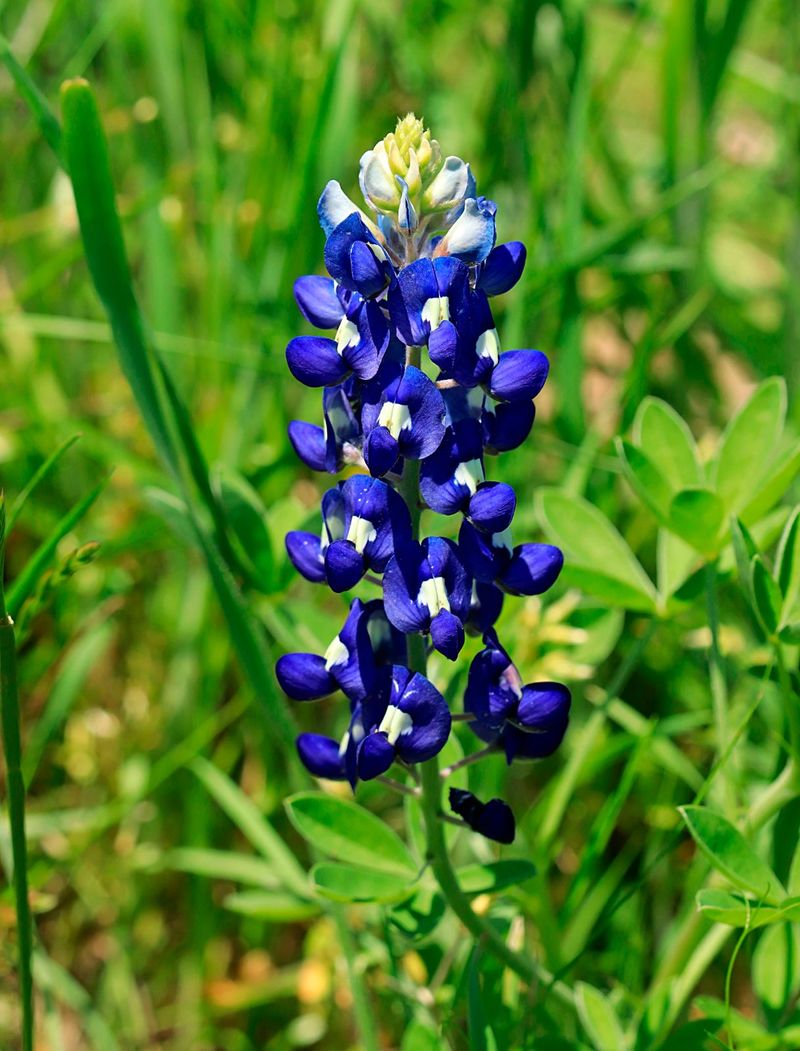 Texas Bluebonnet
