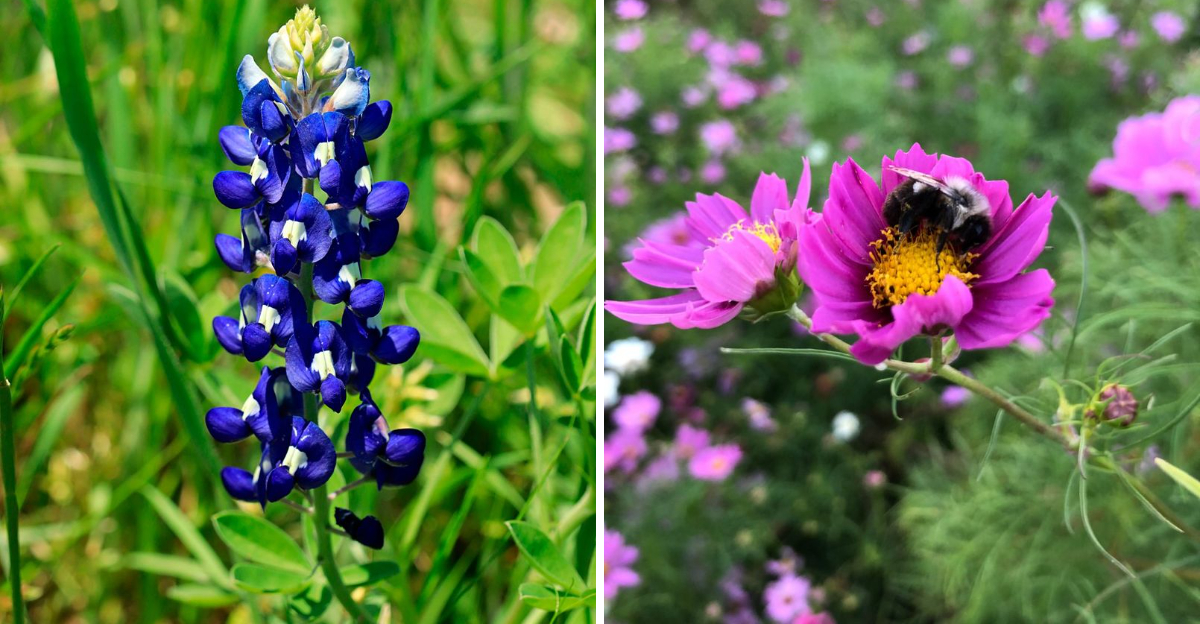 texas bluebonnet and cosmos