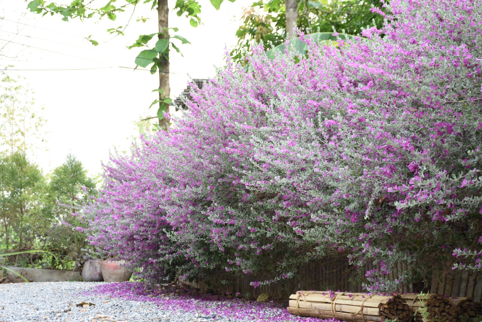 texas sage