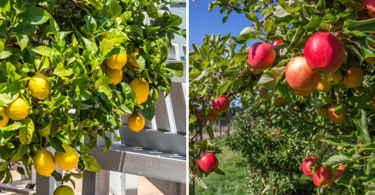 lemon and apple tree