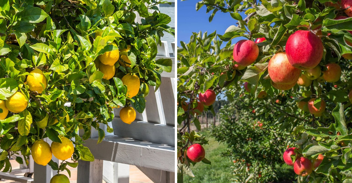 lemon and apple tree