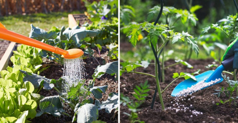 watering and fertilizing vegetables