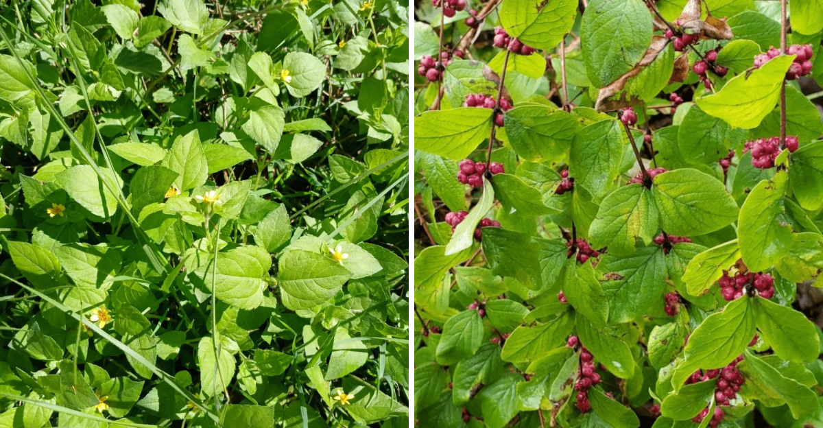 horseherb and coralberry