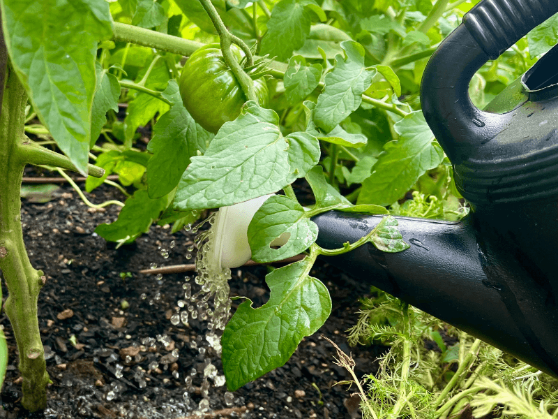 Tomatoes Love A May Boost
